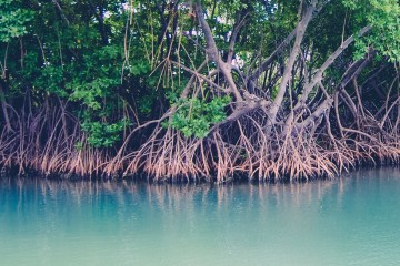 What We Should Know About Mangroves?